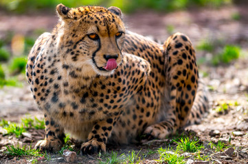 Jung Gepard Katze in Afrika Urlaub Frueh Jahr 2018