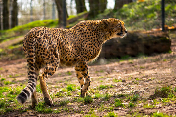 Afrika Gepard Urlaub Januar Fruh Jahr 2018