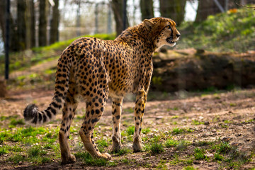 Lenz Urlaub Frueh Jahr 2018 Afrika Gepart Raub Tier