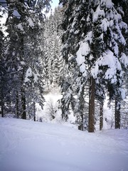 Winterwald Tiefschnee