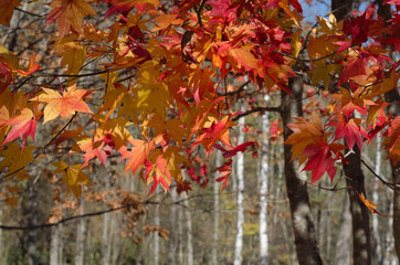 紅葉の季節