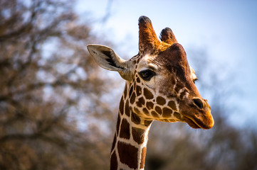Afrika Urlaub Savanne Giraffe Frueh Jahr 2018 Januar