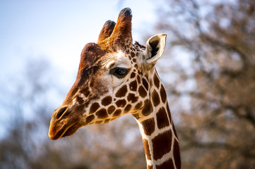 Frueh Jahr 2018 Januar Afrika Urlaub Savanne Giraffe