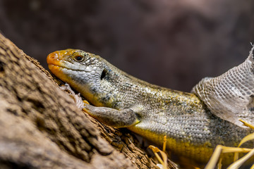 Echse mit Haut auf Stamm ein Baum