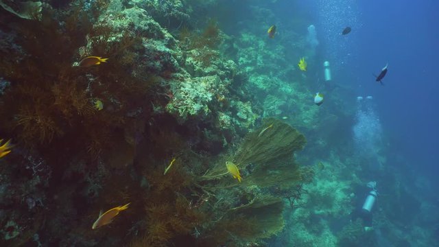 Fish and coral reef. Dive, underwater world, corals and tropical fish. Bali,Indonesia. Diving and snorkeling in the tropical sea. Wonderful and beautiful underwater world with corals and tropical fish