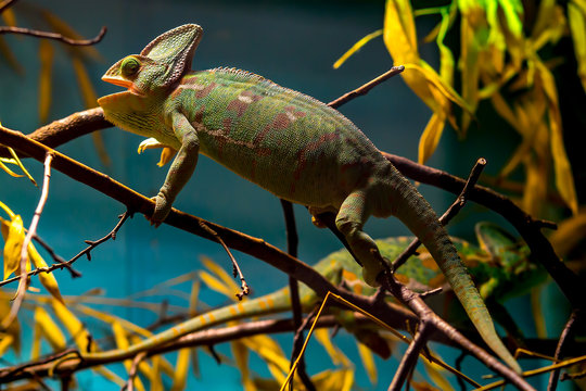 Chameleon Echse auf Ast im frueh jahr 2018 Januar