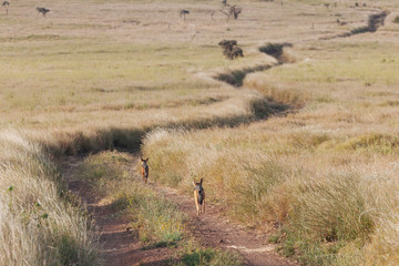 Black-backed jackal