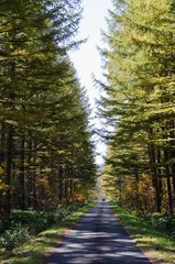 Obraz premium 森の中の道