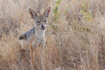 Black-backed jackal