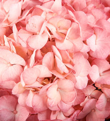 Pink Hydrangeas (Hydrangea macrophylla)
