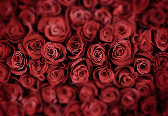 Natural red roses background. shallow depth of field