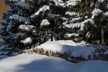 木に積もる雪