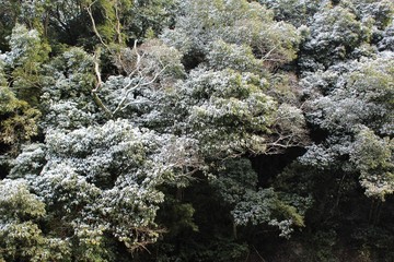 Dusting of snow on camphor trees