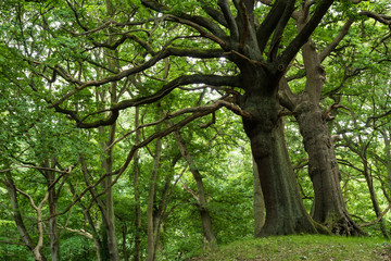 Old trees in Hampstead Heath, London, UK.