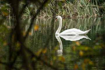 Swan on the Blenheim Palace estate.