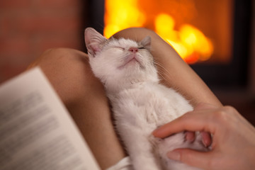 Little kitten enjoying massage lying in owner lap - sitting together by the fire