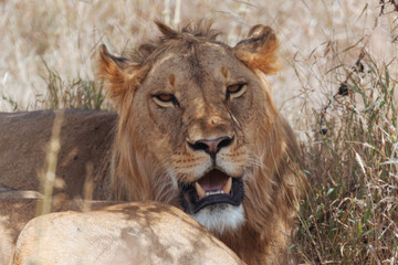 Fototapeta na wymiar Lion In Nature 