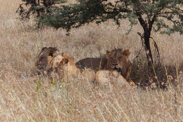 Lion in Nature 