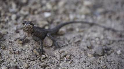 lezard, thailande