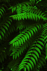 Fresh vivid green leaves background