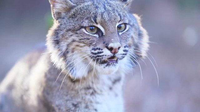 Bobcat Face
