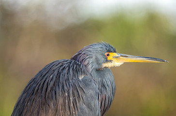 great blue heron, Ardea herodias,