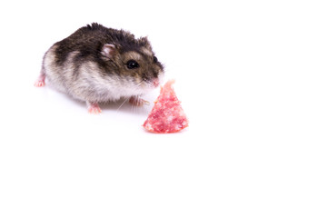 Small djungarian hamster with piece wurst isolated on white background