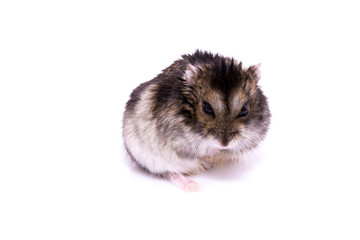 Djungarian hamster isolated on a white background