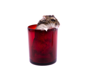 Small djungarian hamster in red glass isolated on white background