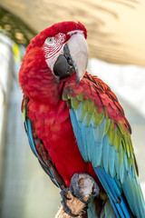 scarlet macaw,Ara macao