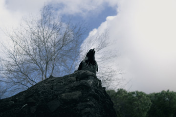 Upview of a crow bird standing in a stone