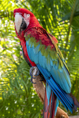 scarlet macaw,Ara macao
