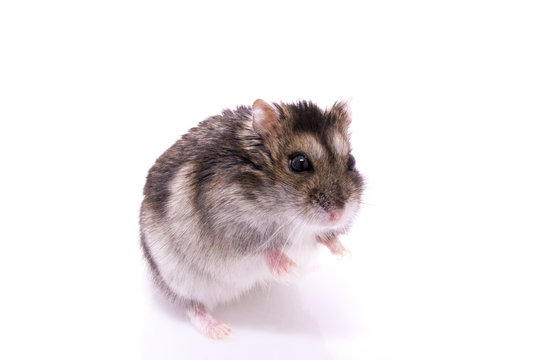 Djungarian hamster isolated on a white background