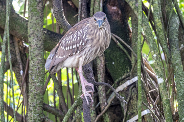  green heron,Butorides virescens