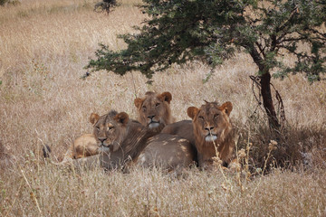 Lion In Nature 