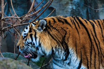 Tiger streckt die Zunge heruasu
