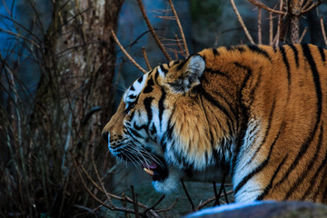 Tiger hat das Maul geöffnet