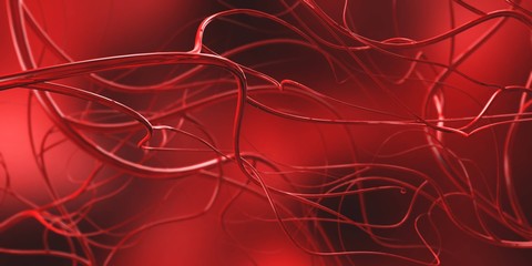 circulatory system, arteries