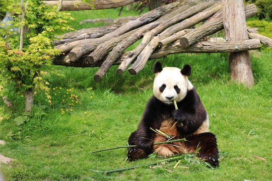Zoo de Beauval