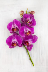 violet purple orchid flowers decorated on wood can be used as background with free space for your text