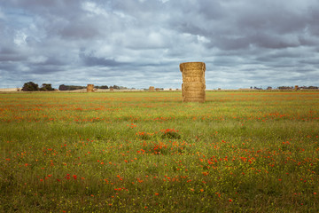 South Australian Countryside Landscape with dramatic clouds. Hay Stacks in farm fields with red poppy flowers.