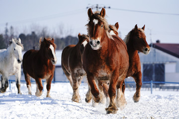 雪原を走る馬