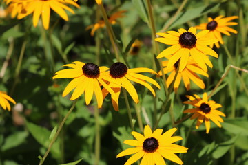 Black-eyed susan
