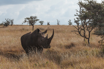 Rhinoceros in Nature 