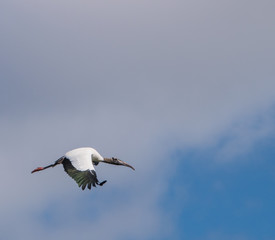 Australian Ibis in flight