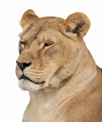 Portrait of serious lioness