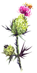 Watercolor thistle flower
