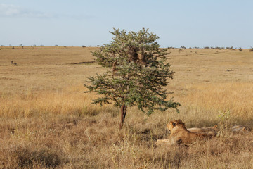 Naklejka premium Lion In Nature 