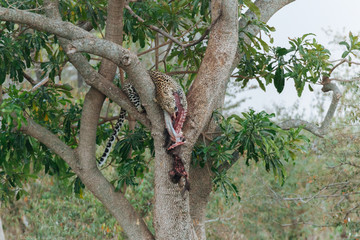 Leopard in Nature 