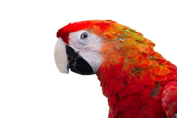 head of parrot